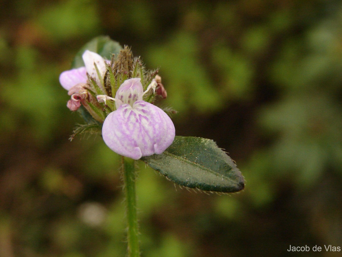 Rostellularia latispica (C.B.Clarke) Bremek.